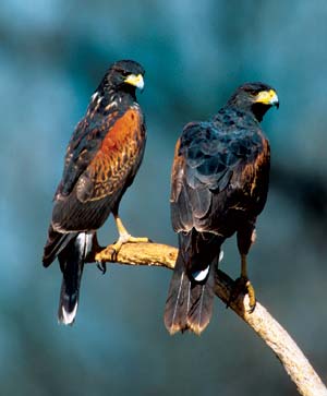 Harris’s hawks hunt cooperatively, in family groups.